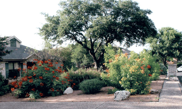 A beautiful tree with xeriscape